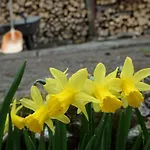 Ayur Garden Lanckorona