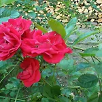 Ayur Garden