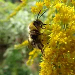 Gospodarstwo agroturystyczne Ayur Garden *