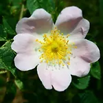 Ayur Garden * Lanckorona