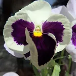 ファームステイ Ayur Garden ランツコロナ
