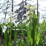 Ayur Garden *