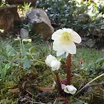 Ayur Garden * Lanckorona