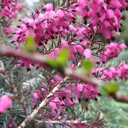Alloggio per agriturismo Ayur Garden Peaceful Forest Retreat In Lanckorona Lanckorona