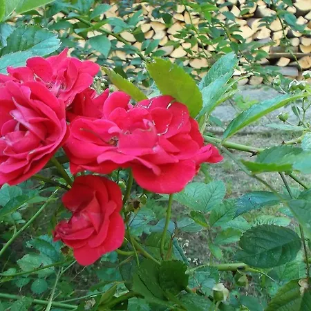 Ayur Garden Peaceful Forest Retreat In