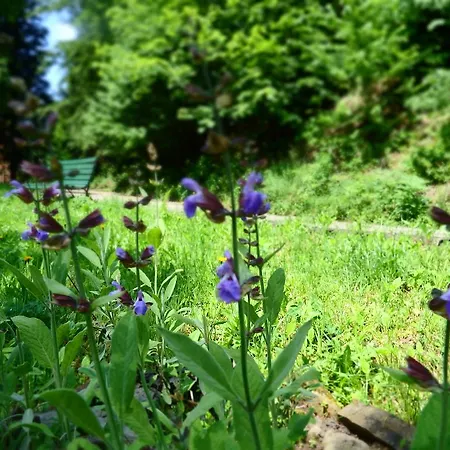 Ayur Garden Peaceful Forest Retreat In