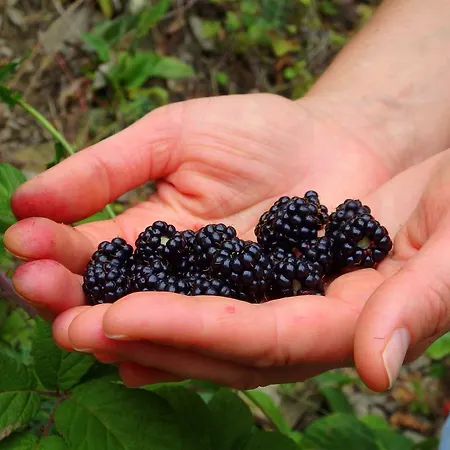 Ayur Garden Peaceful Forest Retreat In