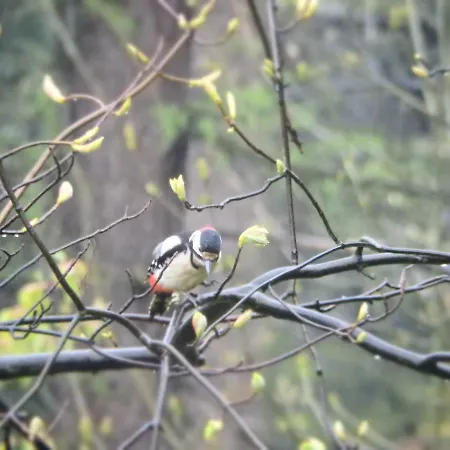Ayur Garden Peaceful Forest Retreat In Lanckorona Lanckorona