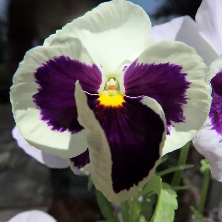 Фермерский дом Ayur Garden Peaceful Forest Retreat In Лянцкорона