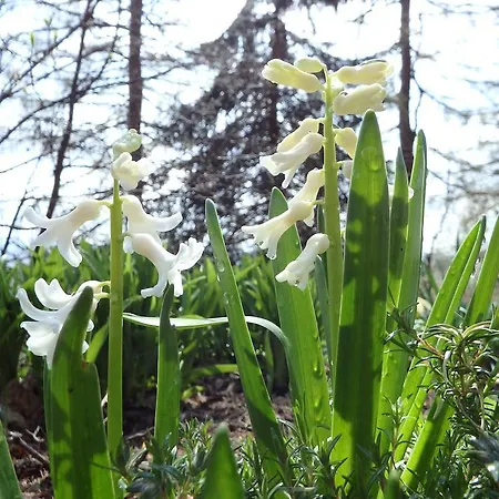 Ayur Garden *